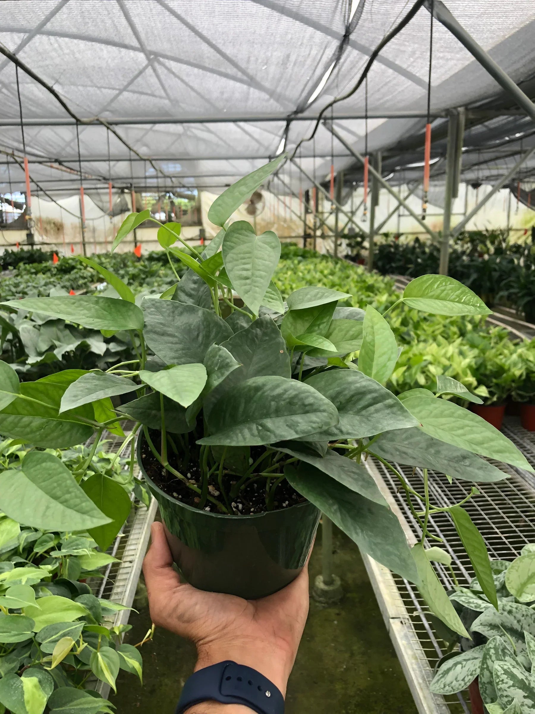 Hand holding a potted Cebu Blue Pothos with silvery-blue green leaves in a greenhouse setting.