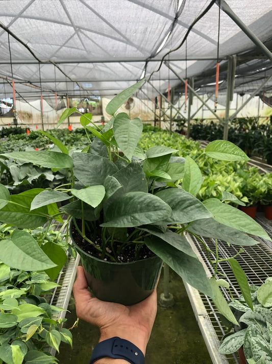 Hand holding a potted Cebu Blue Pothos with silvery-blue green leaves in a greenhouse setting.