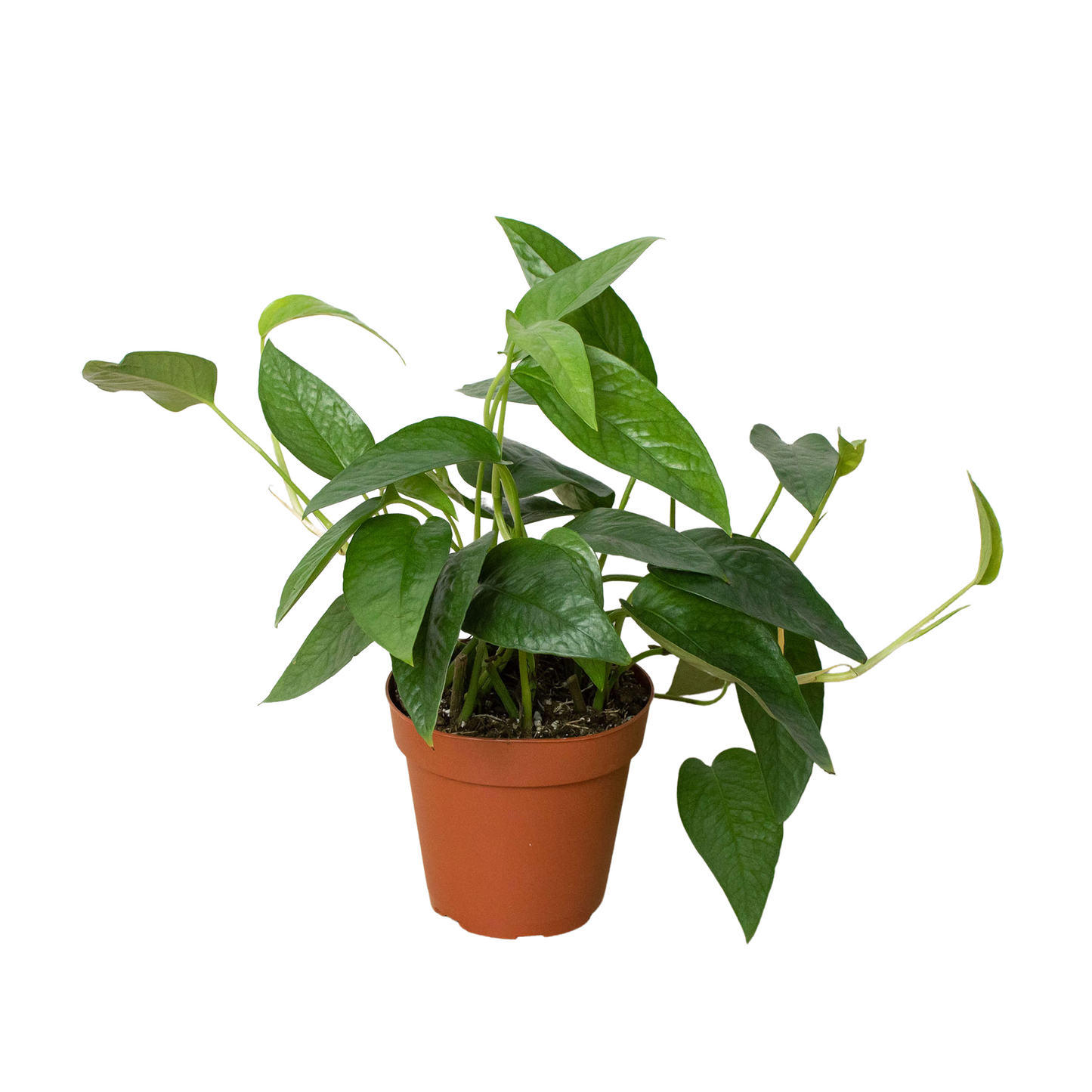 Lush Cebu Blue Pothos plant with dark green, silvery leaves in a brown pot.