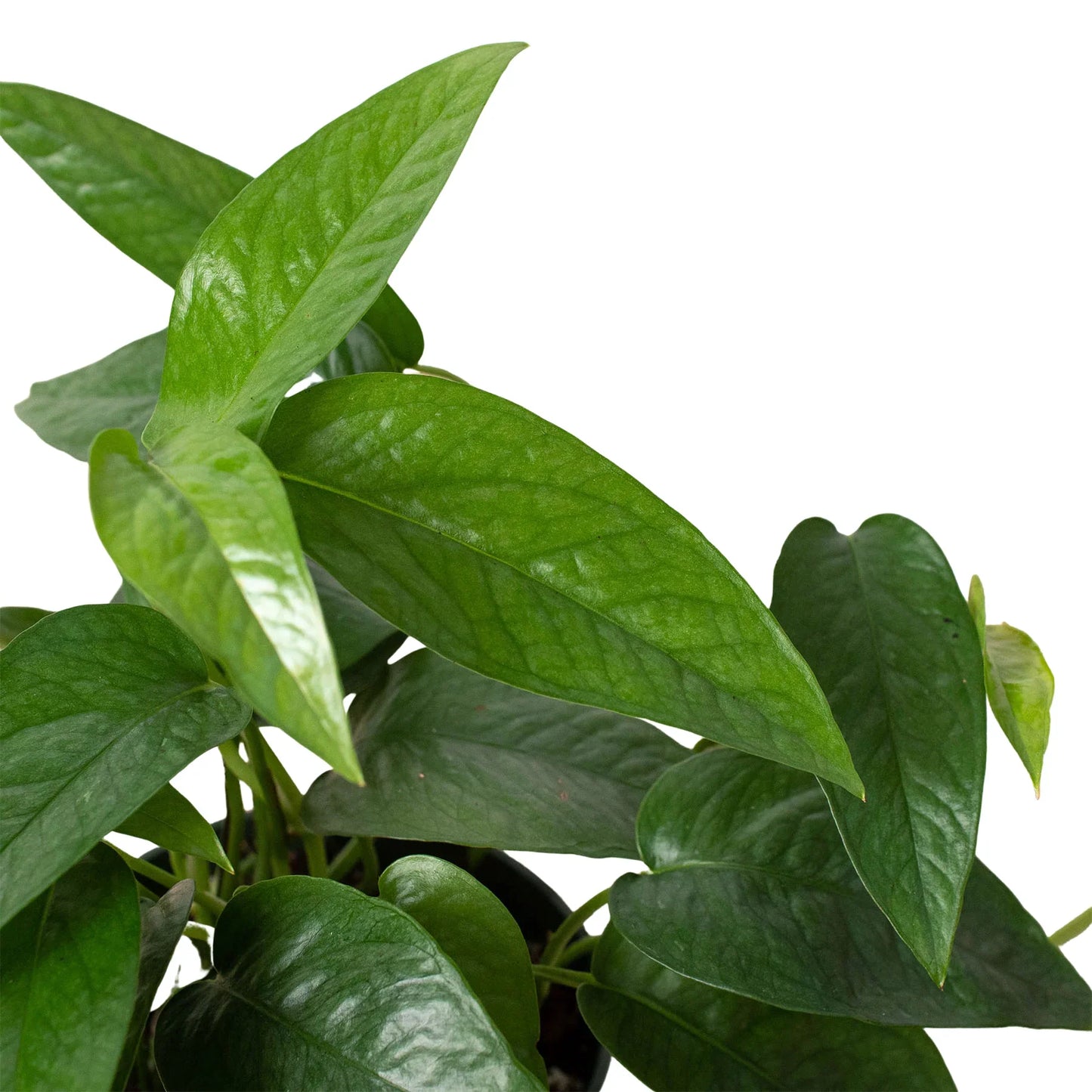 Lush Pothos 'Cebu Blue' plant with vibrant green, elongated leaves in a black pot.