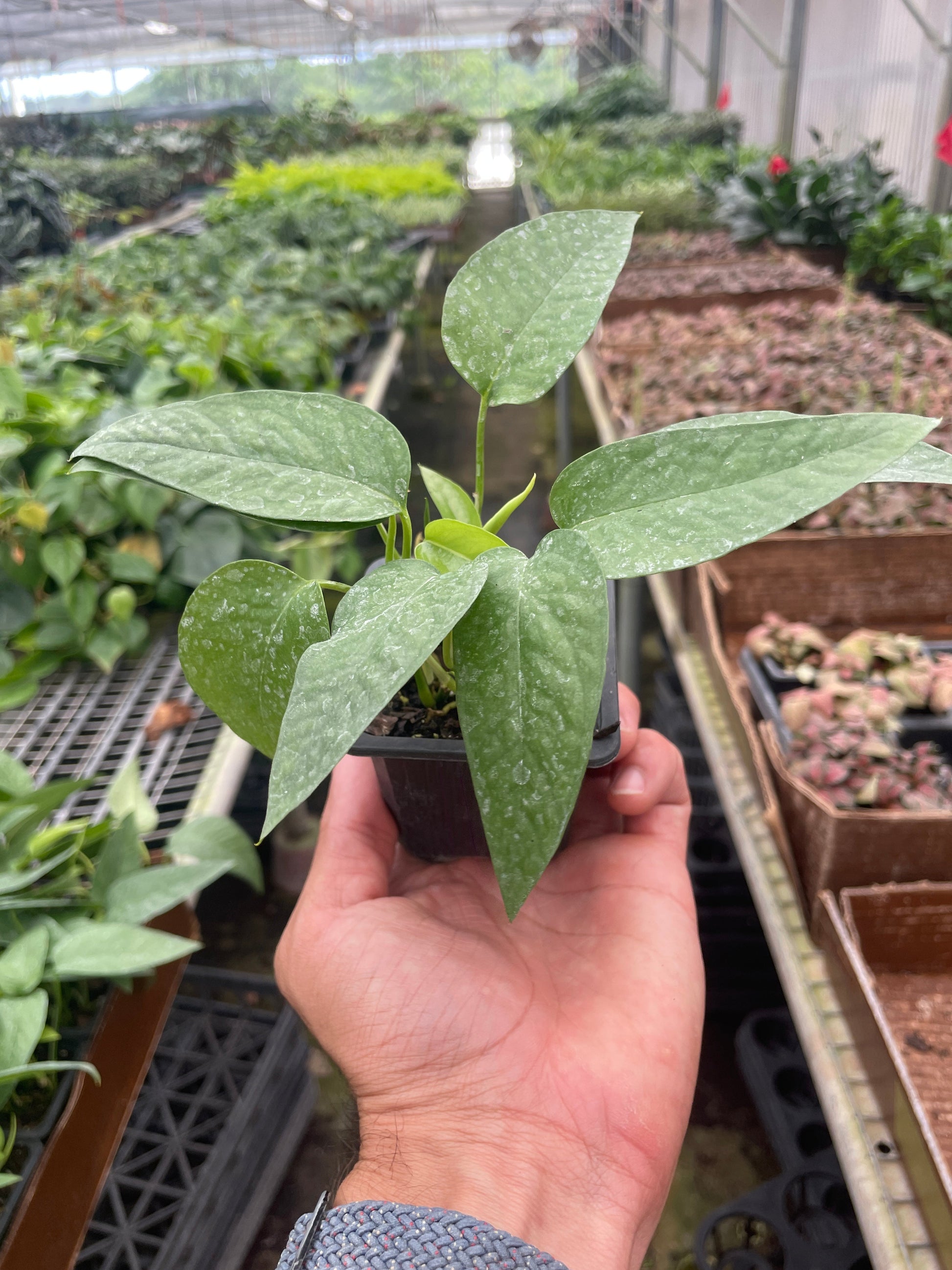 Hand holding a small Pothos 'Cebu Blue' plant with blue-silvery, speckled leaves in a black pot.