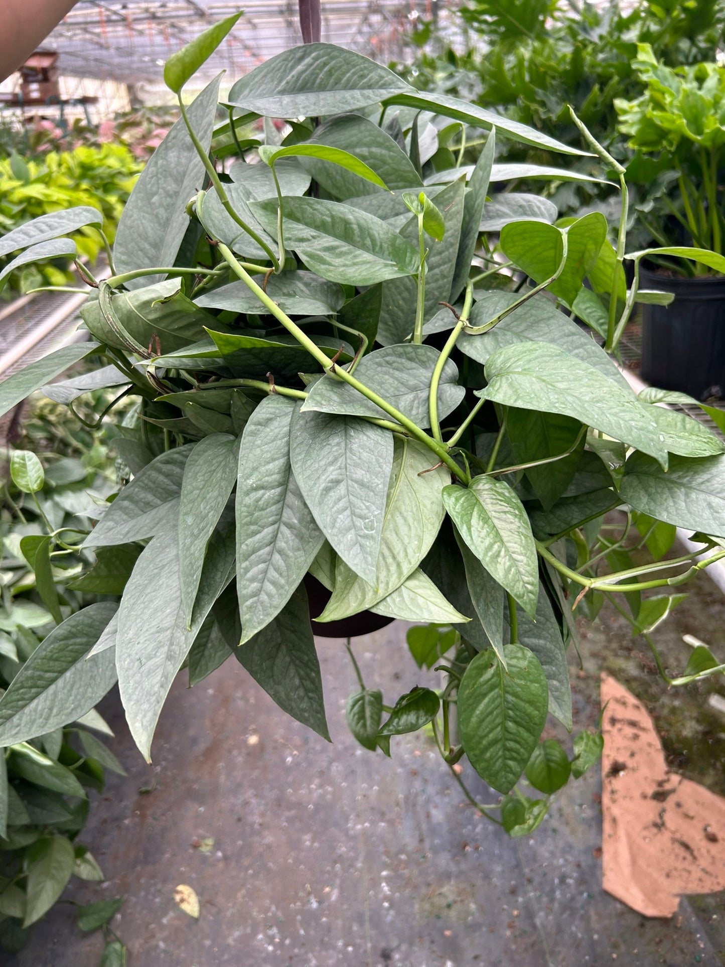 Lush Cebu Blue Pothos plant with long, silvery-blue-green leaves in a hanging pot.