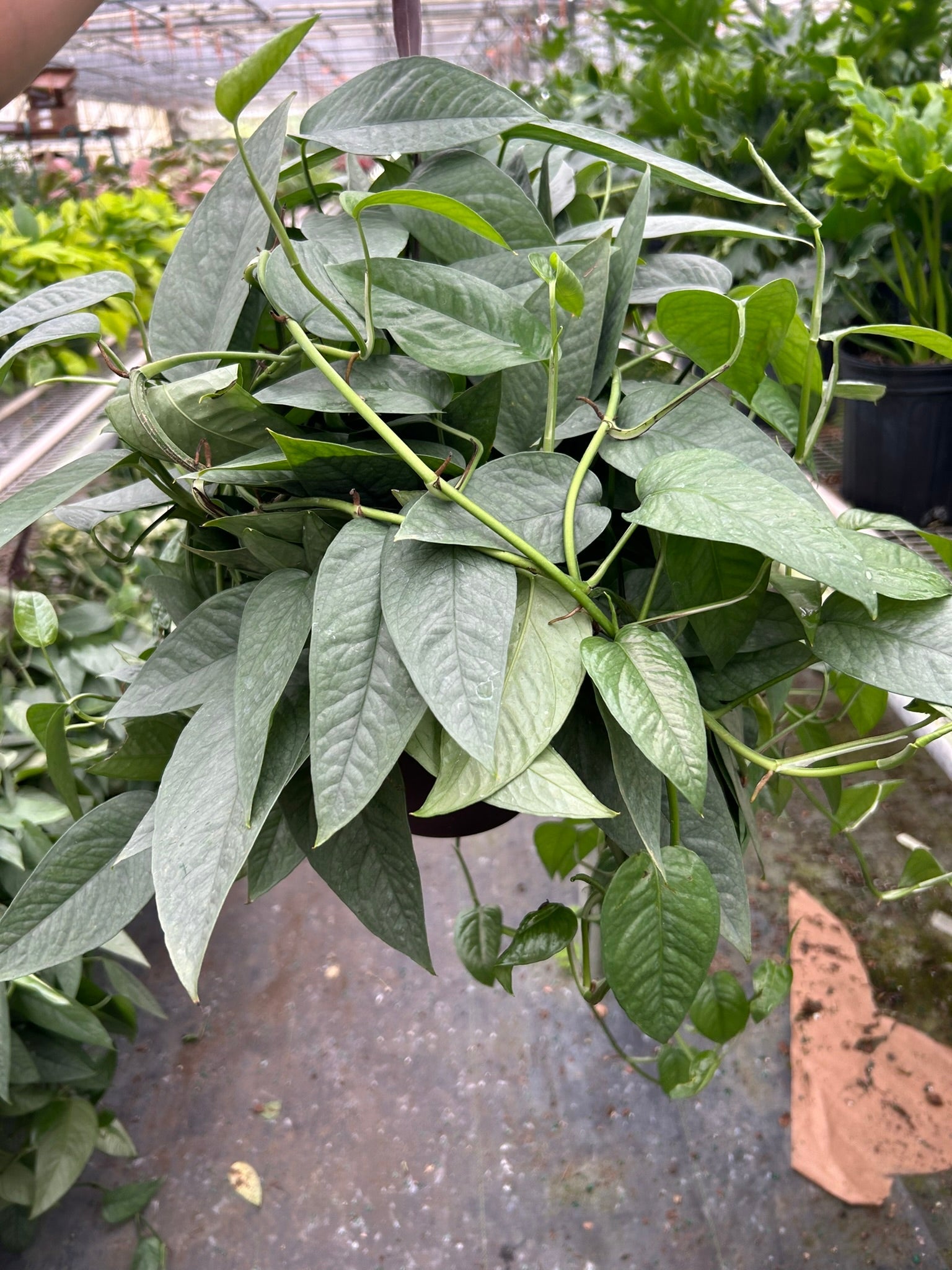 Lush Cebu Blue Pothos plant with long, silvery-blue-green leaves in a hanging pot.