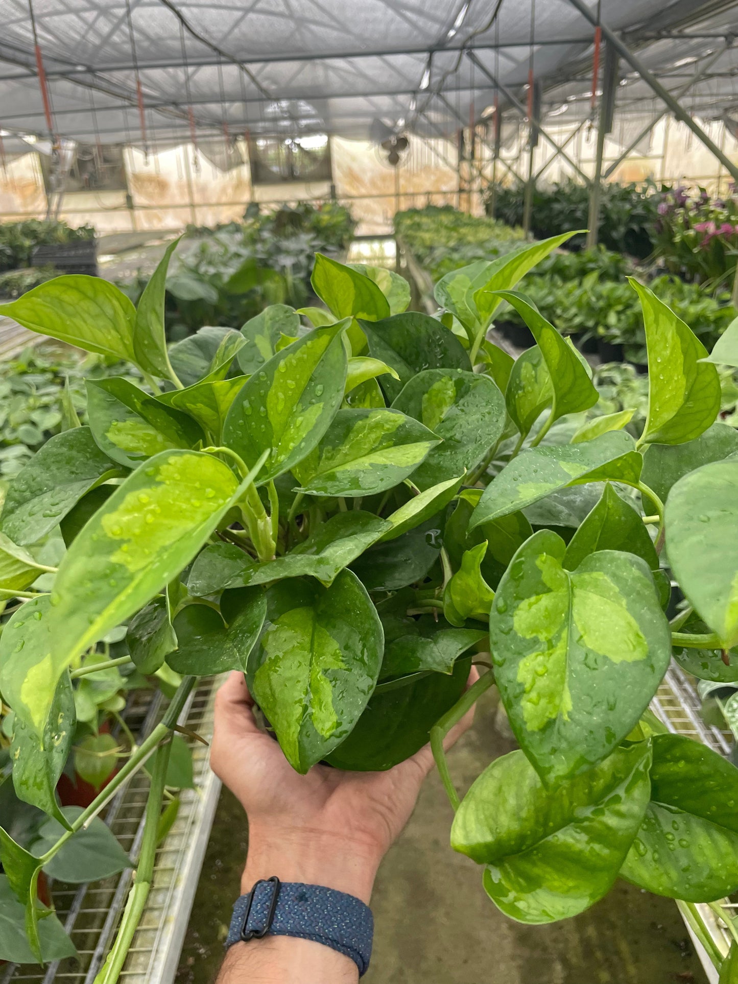 Hand holding a vibrant Pothos 'Global Green' plant with dark and light green variegated leaves.