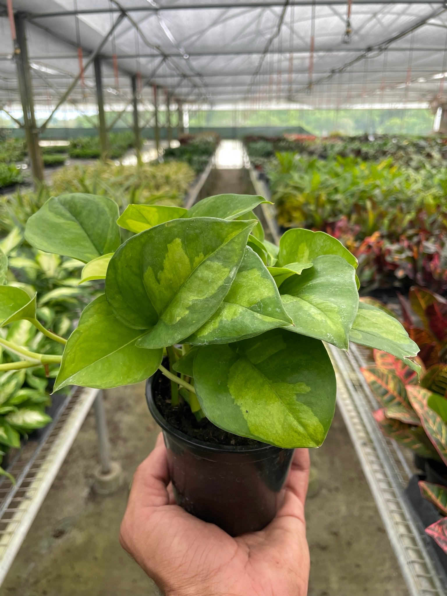 Hand holding a small Pothos 'Global Green' plant with dark and light green variegated leaves in a black pot.