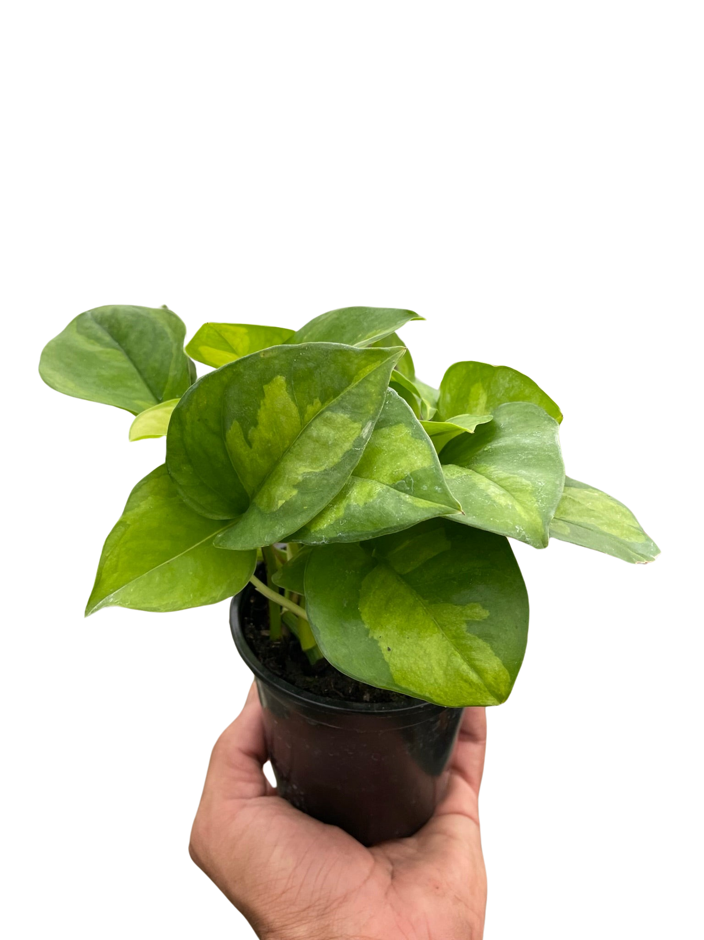 Hand holding a small Pothos 'Global Green' plant with dark and light green variegated leaves in a black pot.