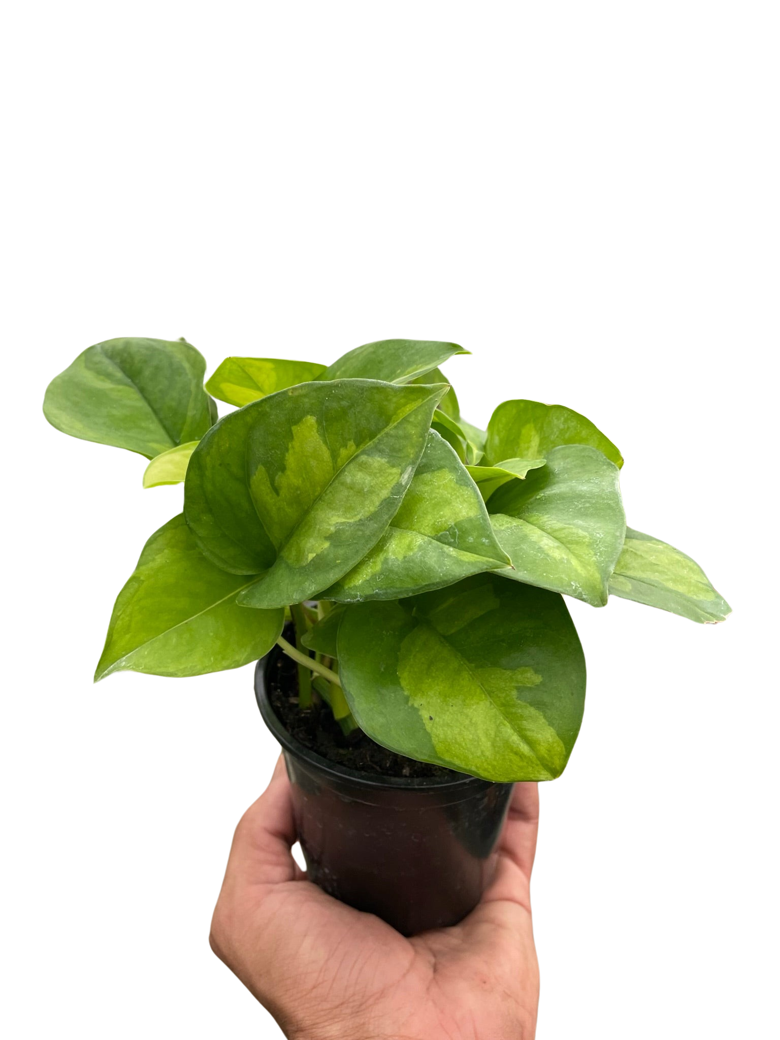 Hand holding a small Pothos 'Global Green' plant with dark and light green variegated leaves in a black pot.