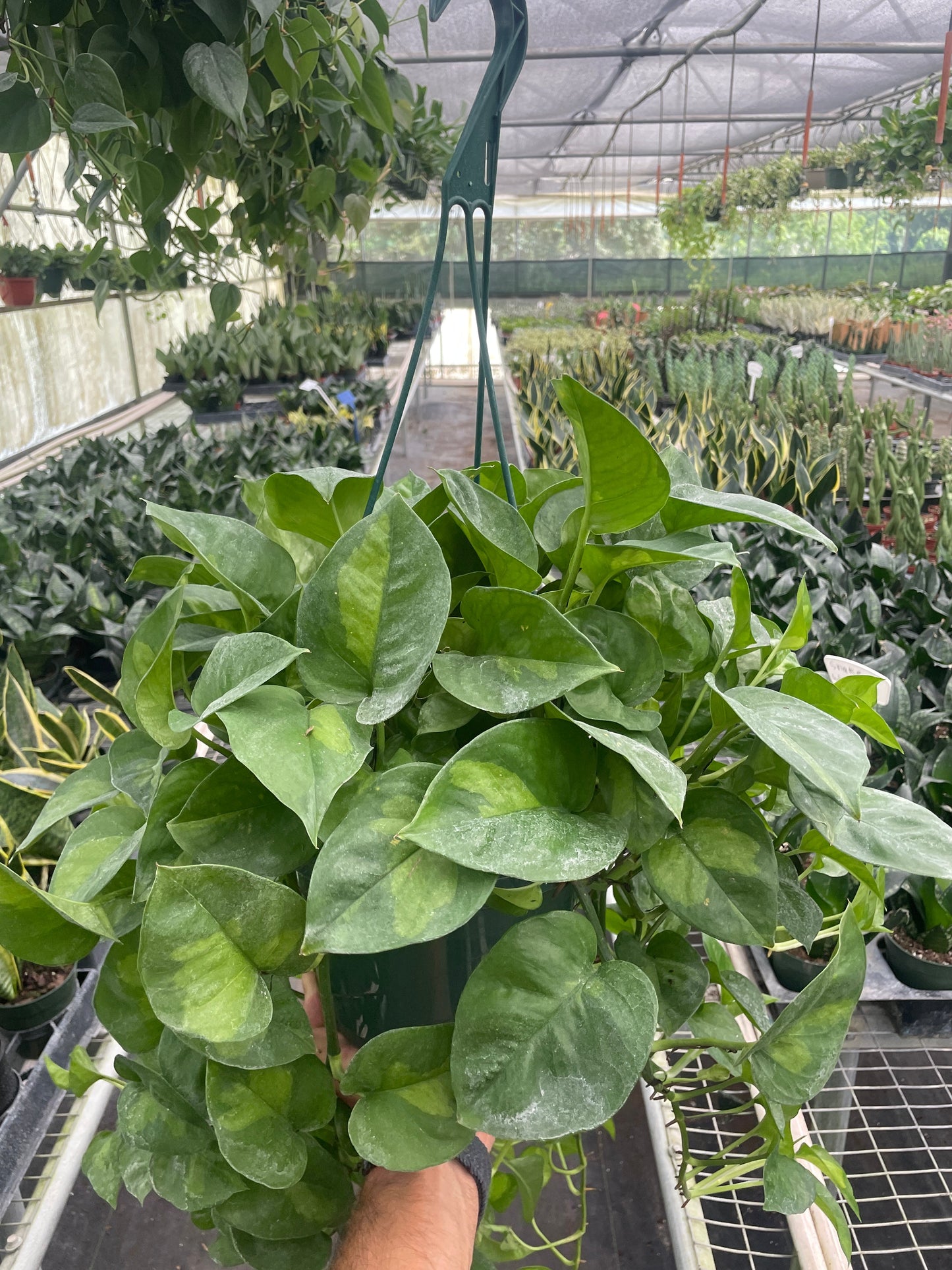 Hanging Pothos 'Global Green' plant with dark and light green variegated leaves in a nursery.
