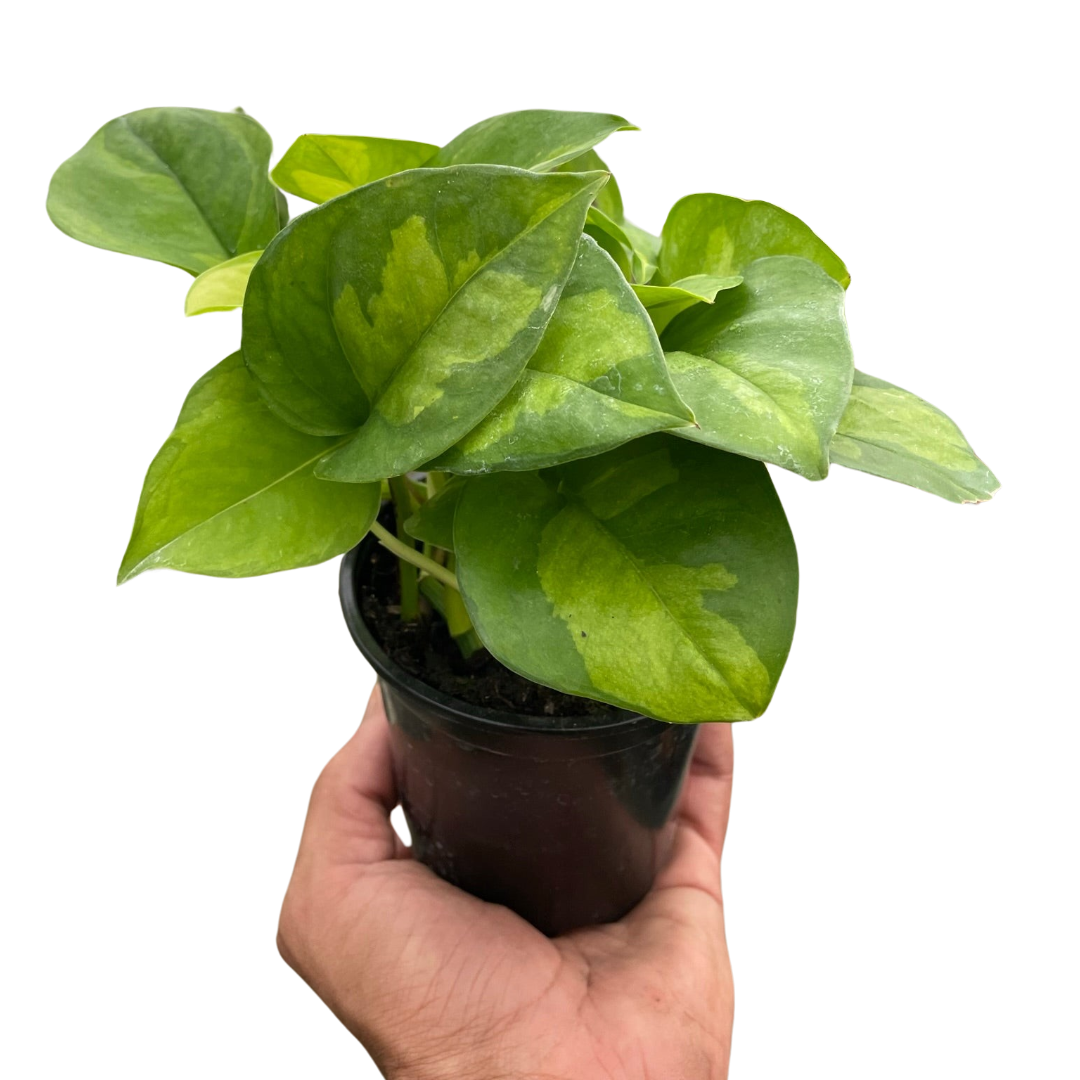 Hand holding a small Pothos 'Global Green' plant in a black pot, showing variegated green leaves.