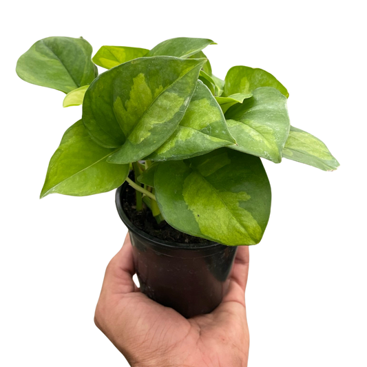 Hand holding a small Pothos 'Global Green' plant in a black pot, showing variegated green leaves.