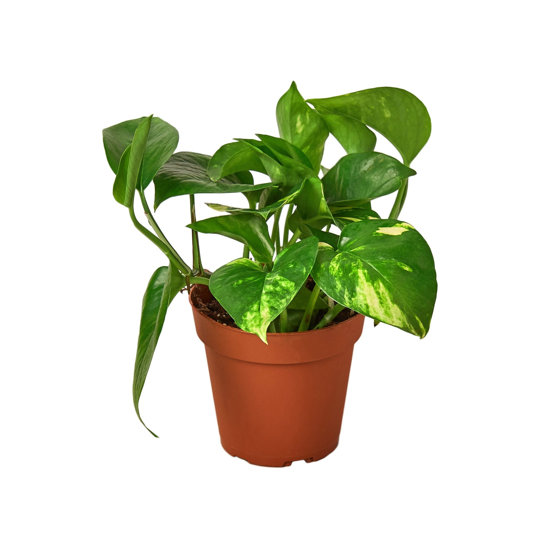 Pothos 'Golden' plant in a brown pot, featuring vibrant green and yellow variegated leaves.
