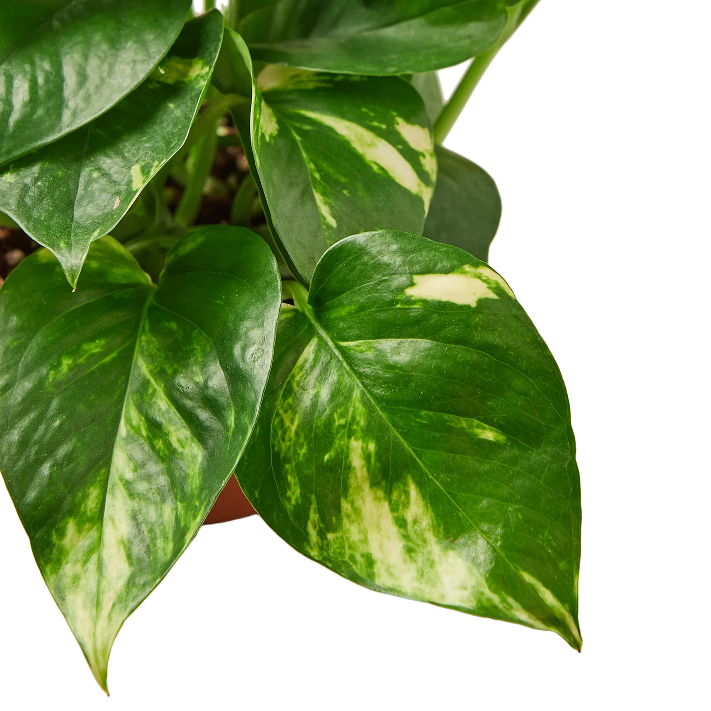Close-up of a Pothos 'Golden' plant with vibrant green and yellow variegated leaves.