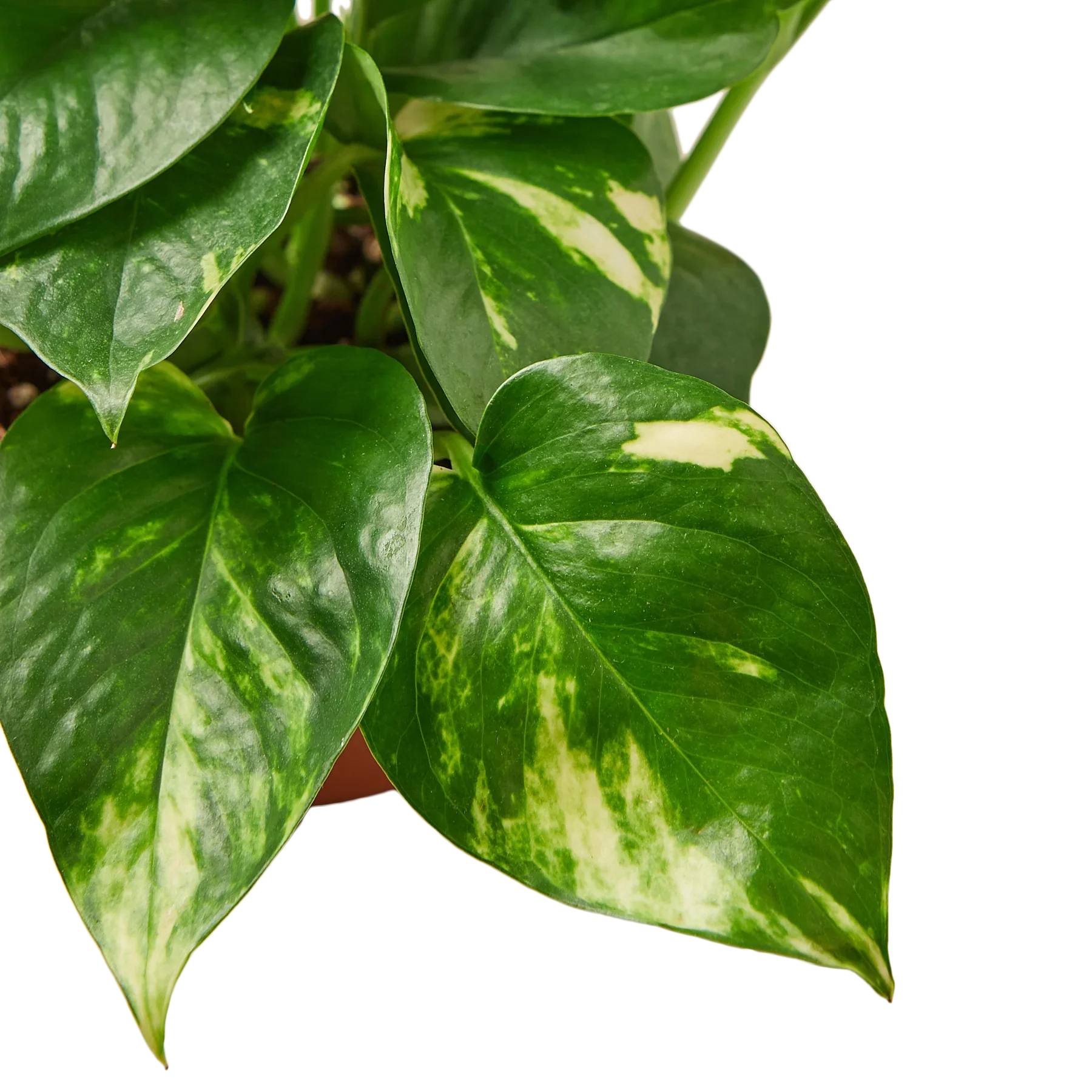 Close-up of a Pothos 'Golden' plant with vibrant green and yellow variegated leaves.