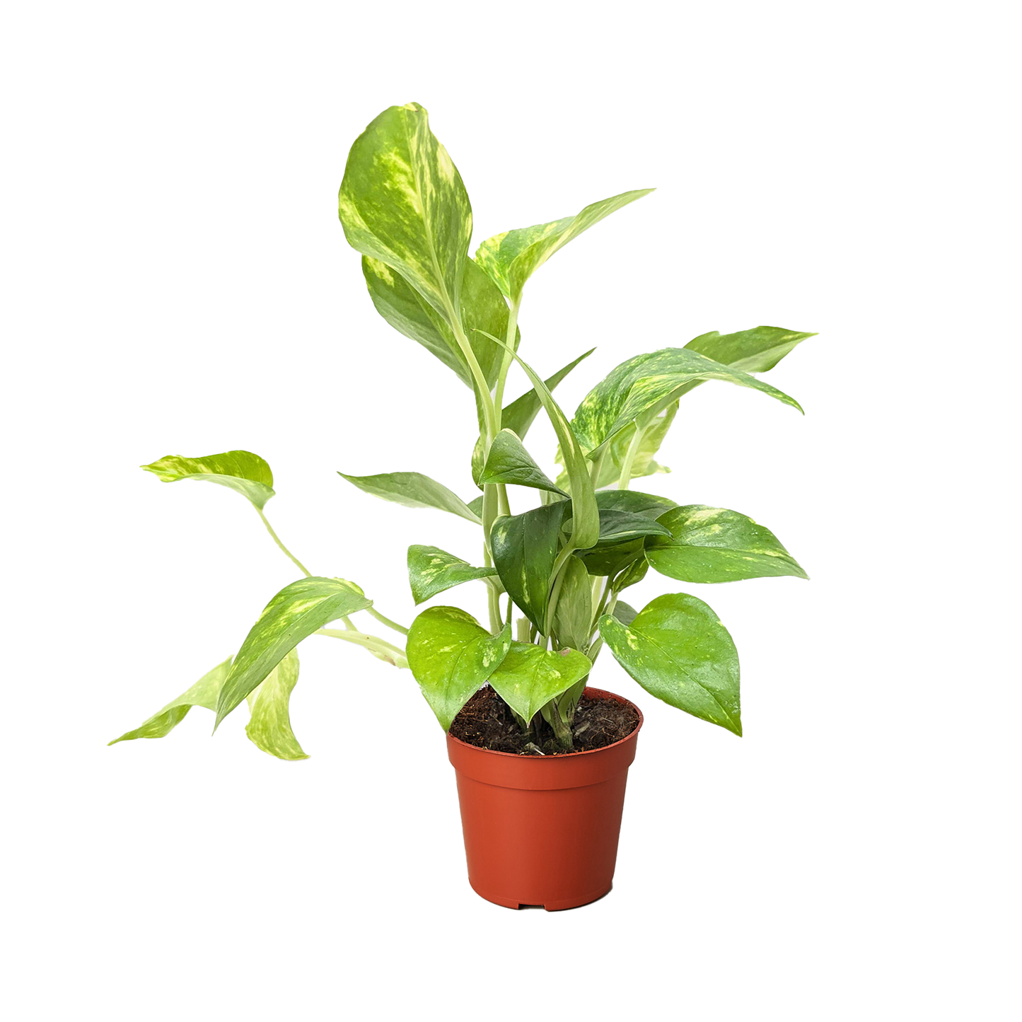 Golden Pothos plant with variegated green and yellow leaves in a small brown pot.
