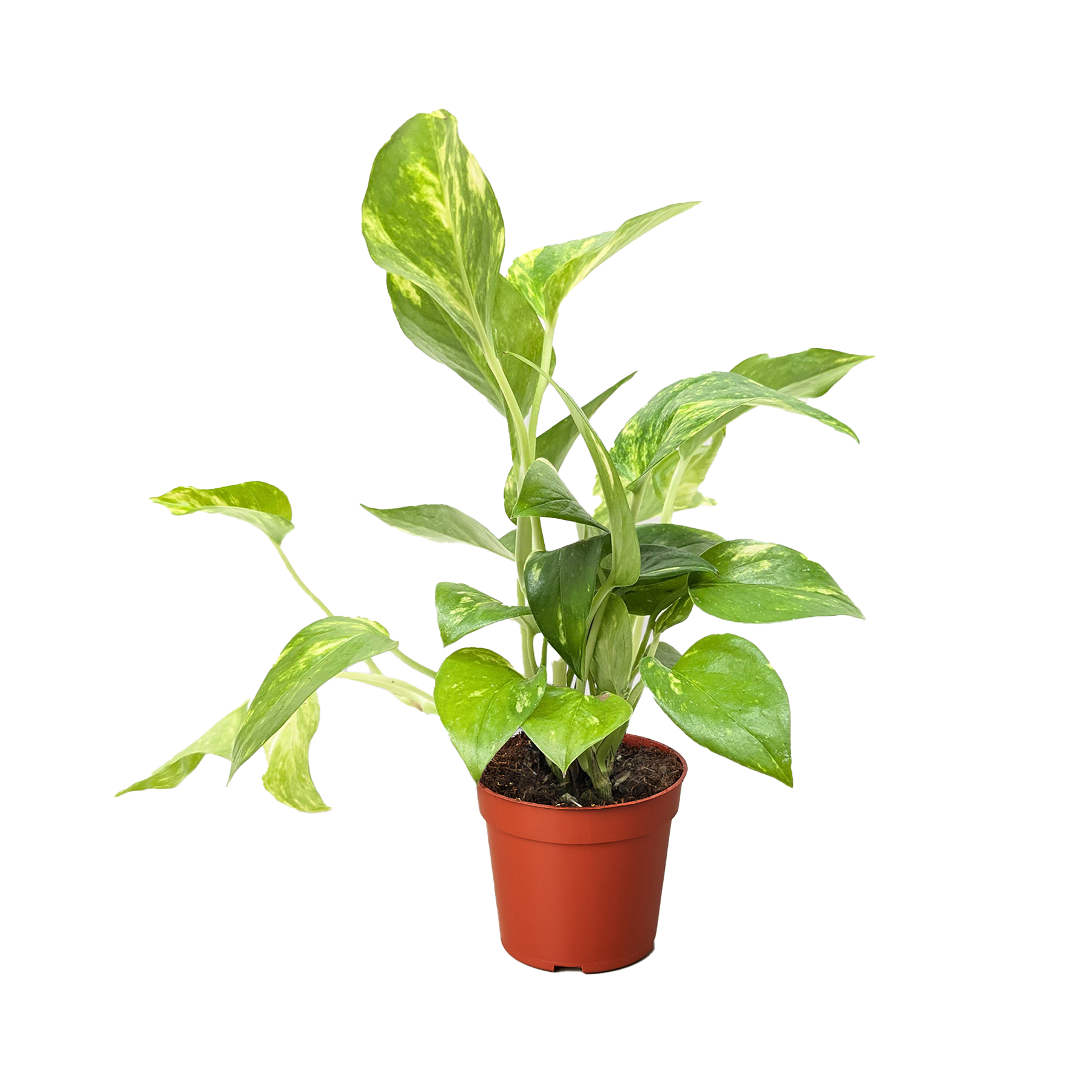 Golden Pothos plant with variegated green and yellow leaves in a small brown pot.