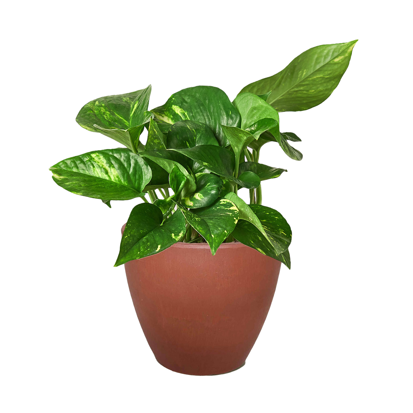 Golden Pothos plant with variegated green and yellow leaves in a brown terracotta pot.