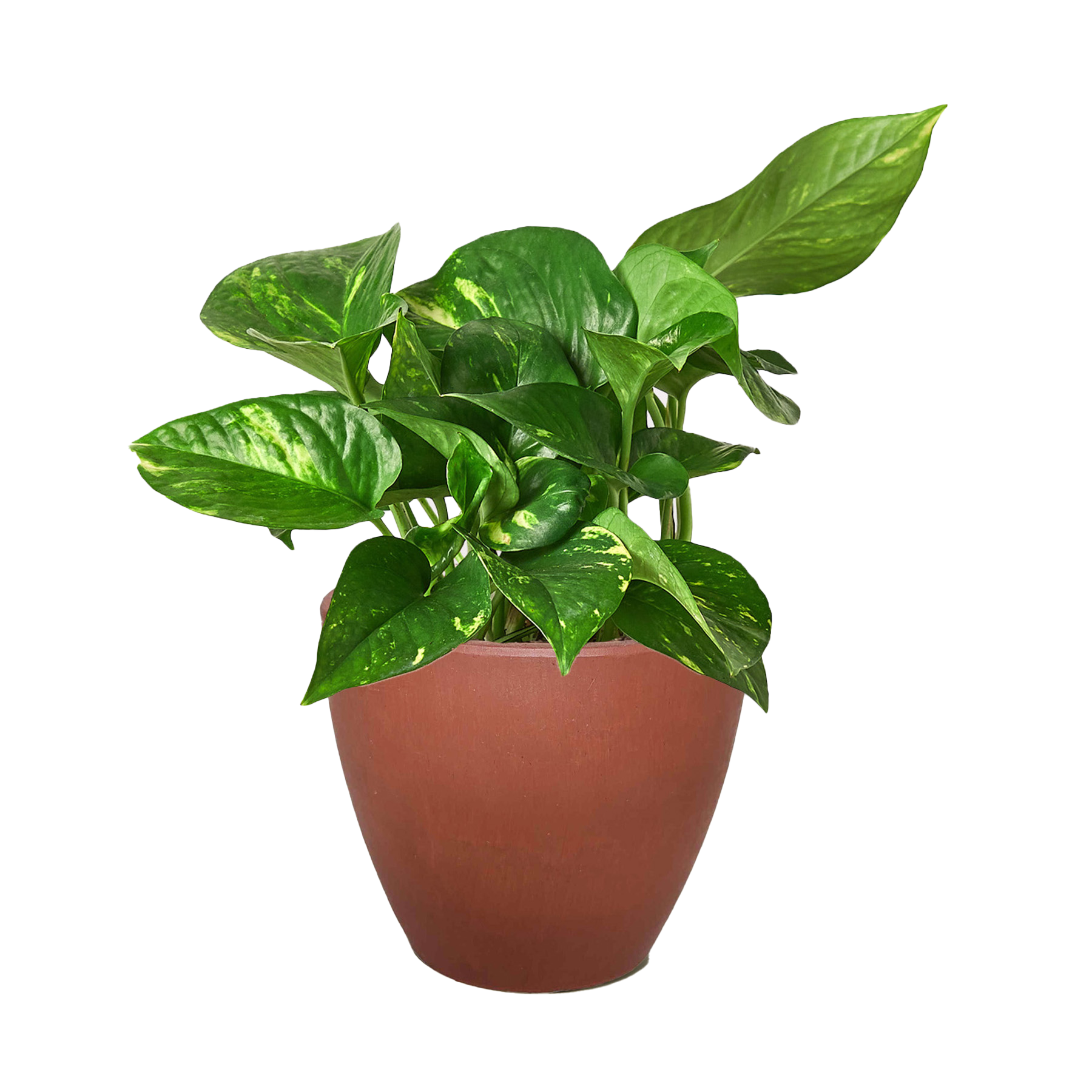 Golden Pothos plant with variegated green and yellow leaves in a brown terracotta pot.