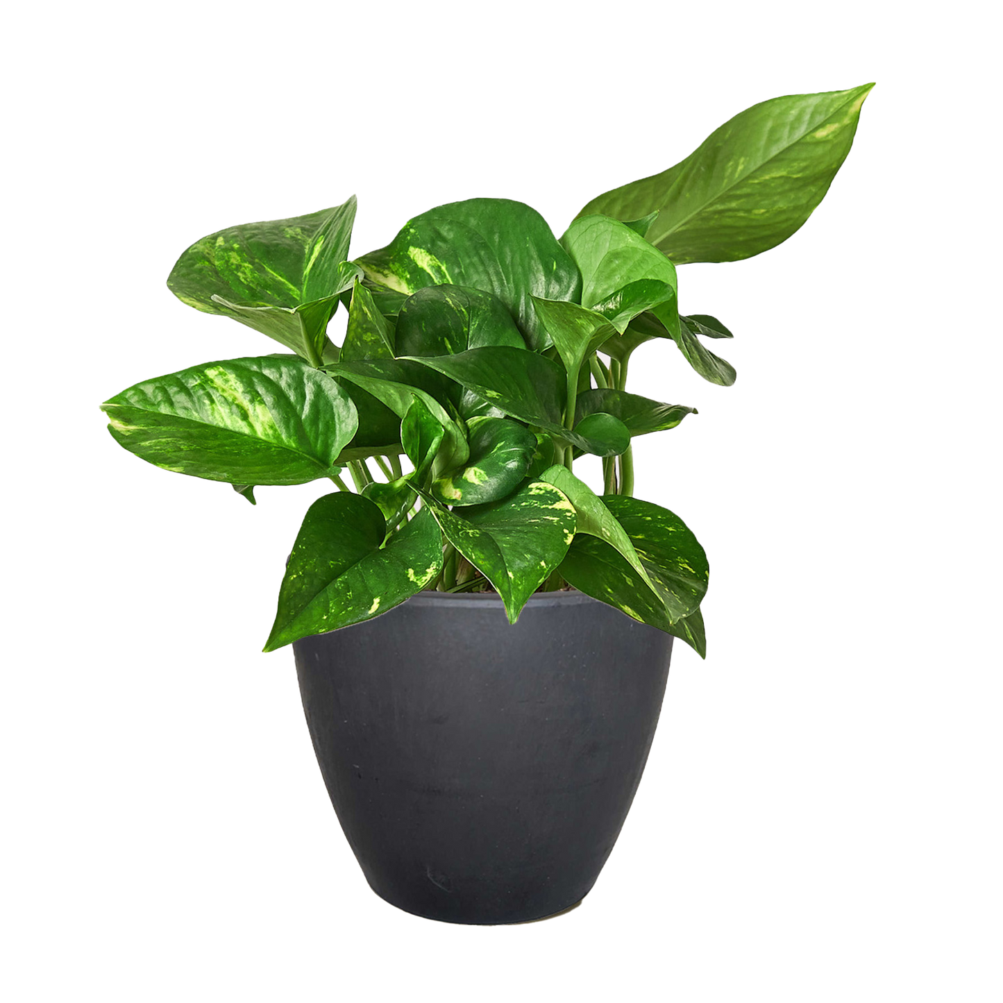 Golden Pothos plant with variegated green and yellow leaves in a dark gray pot.