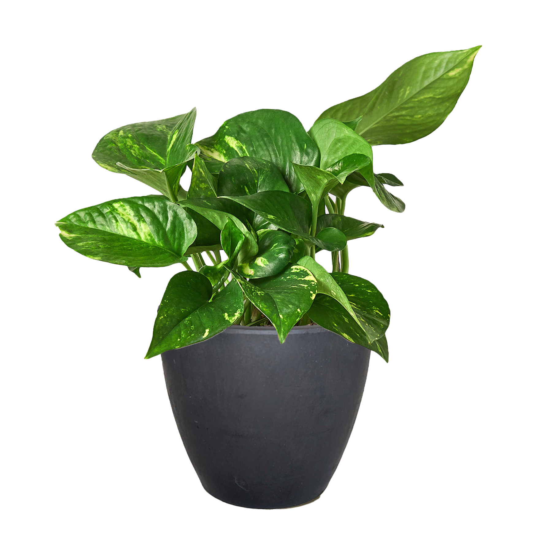 Golden Pothos plant with variegated green and yellow leaves in a dark gray pot.
