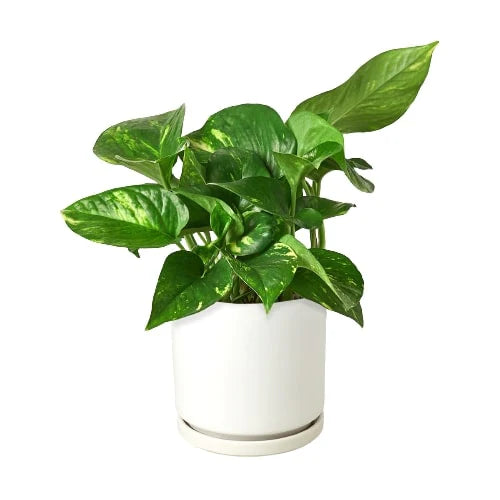 Golden Pothos plant with variegated green and yellow leaves in a white ceramic pot.