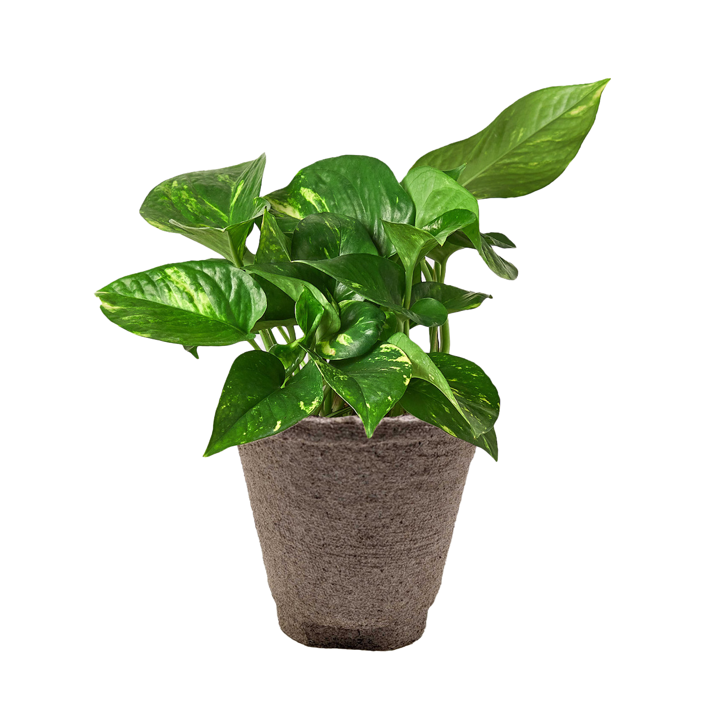 Golden Pothos plant with variegated green and yellow leaves in a brown fiber pot.
