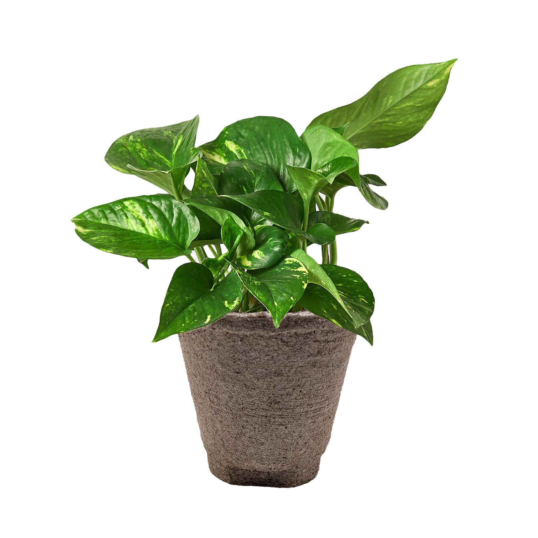 Golden Pothos plant with variegated green and yellow leaves in a brown fiber pot.