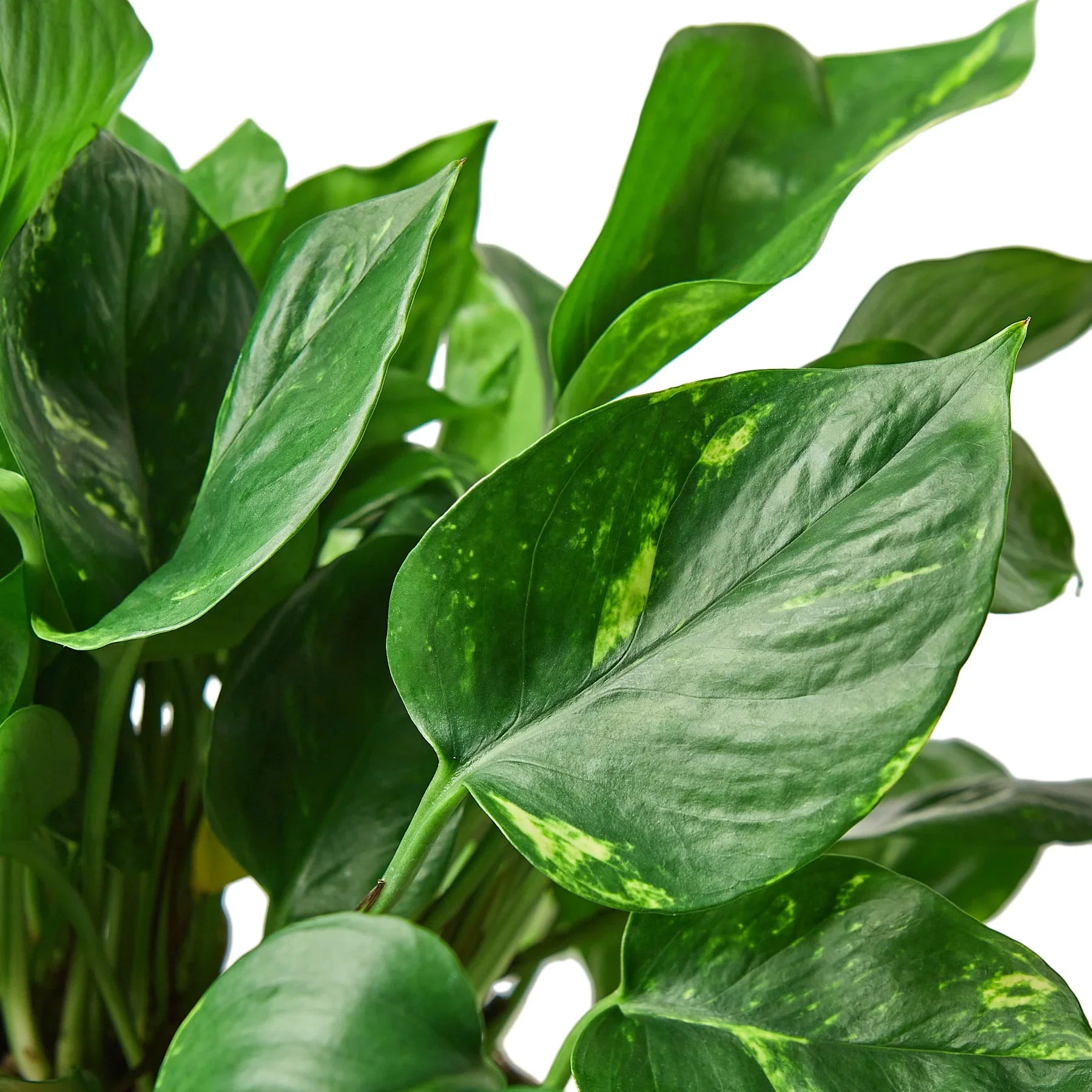 Close-up of a Pothos 'Golden' plant with vibrant green leaves and yellow variegation.