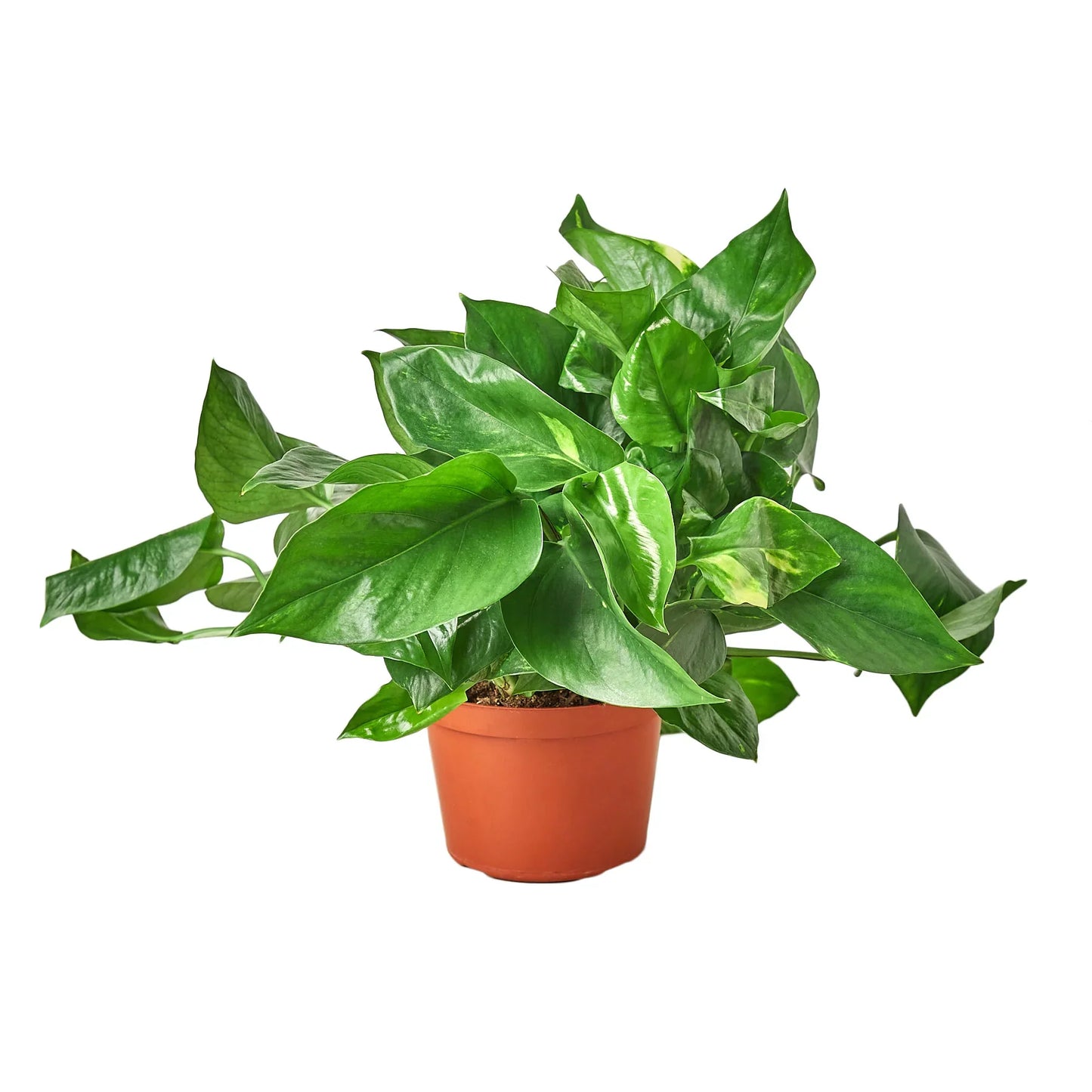 Lush Pothos 'Golden' plant with variegated green and yellow leaves in a terracotta pot.