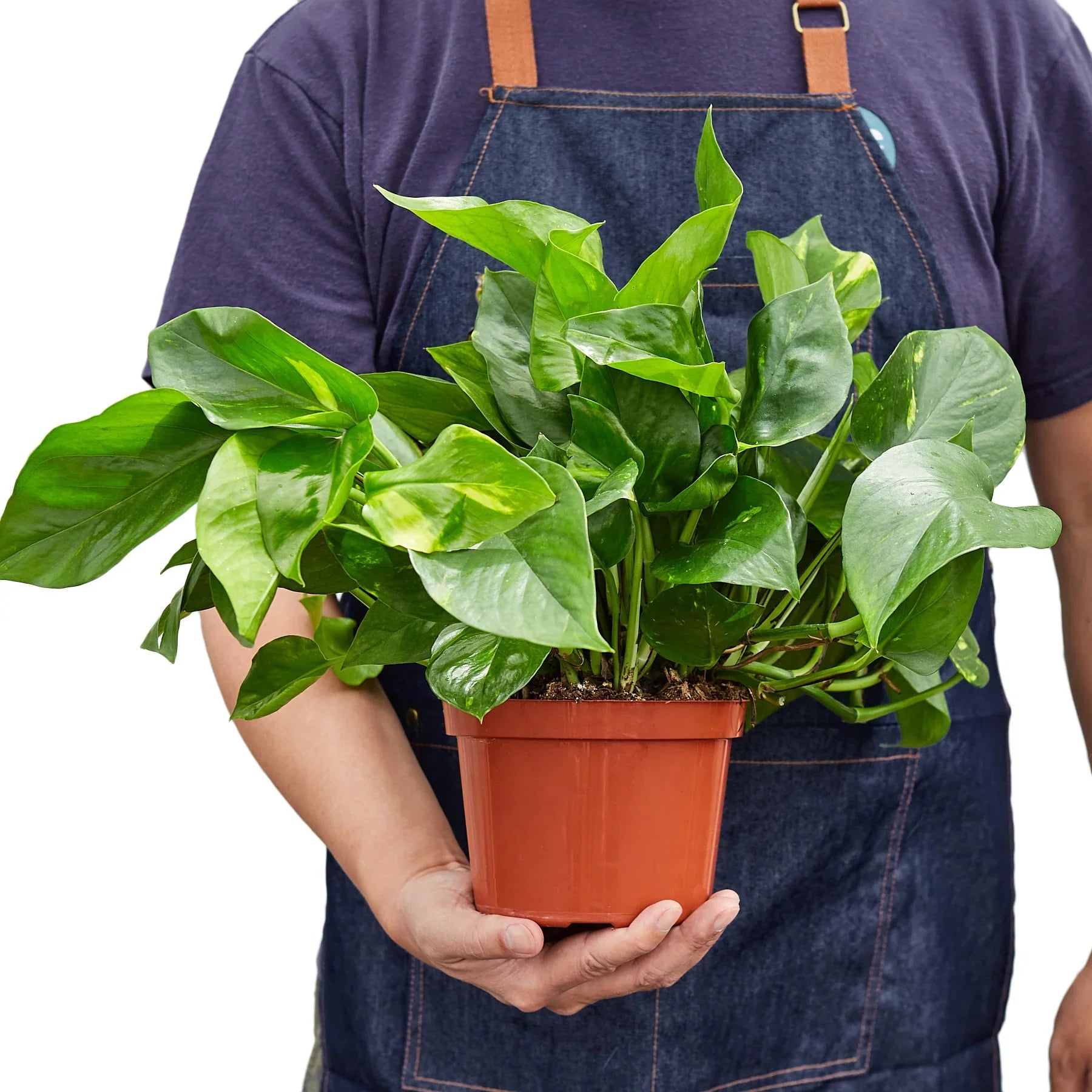Person in denim apron holding a vibrant Pothos 'Golden' plant in a brown pot.