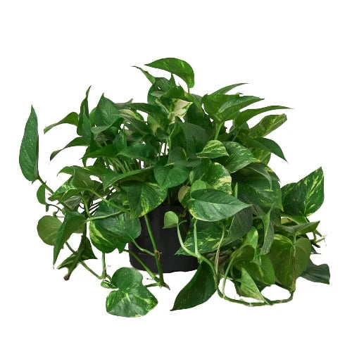 Lush Pothos 'Golden' plant with variegated green and yellow leaves in a black pot.