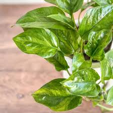 Close-up of a Pothos 'Green Queen' plant with glossy, variegated green and yellow leaves.