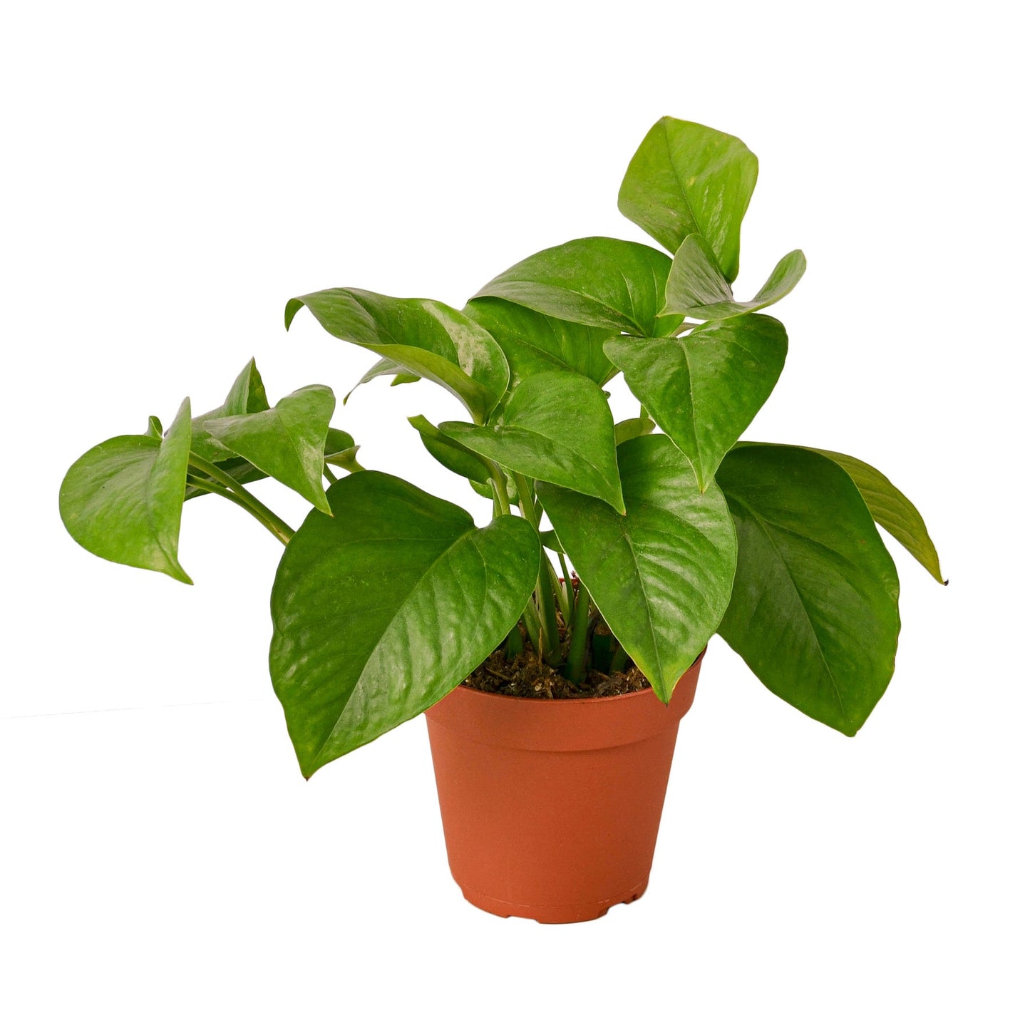 Vibrant green Pothos 'Green Queen' plant in a simple terracotta-colored pot.