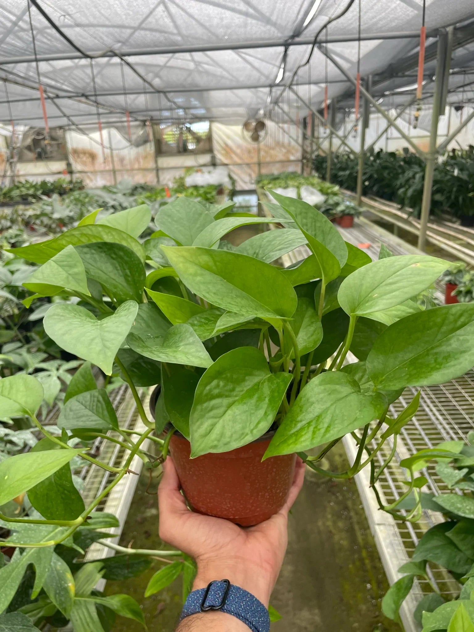 Hand holding a vibrant Pothos 'Green Queen' plant in a brown pot, showing lush green leaves.