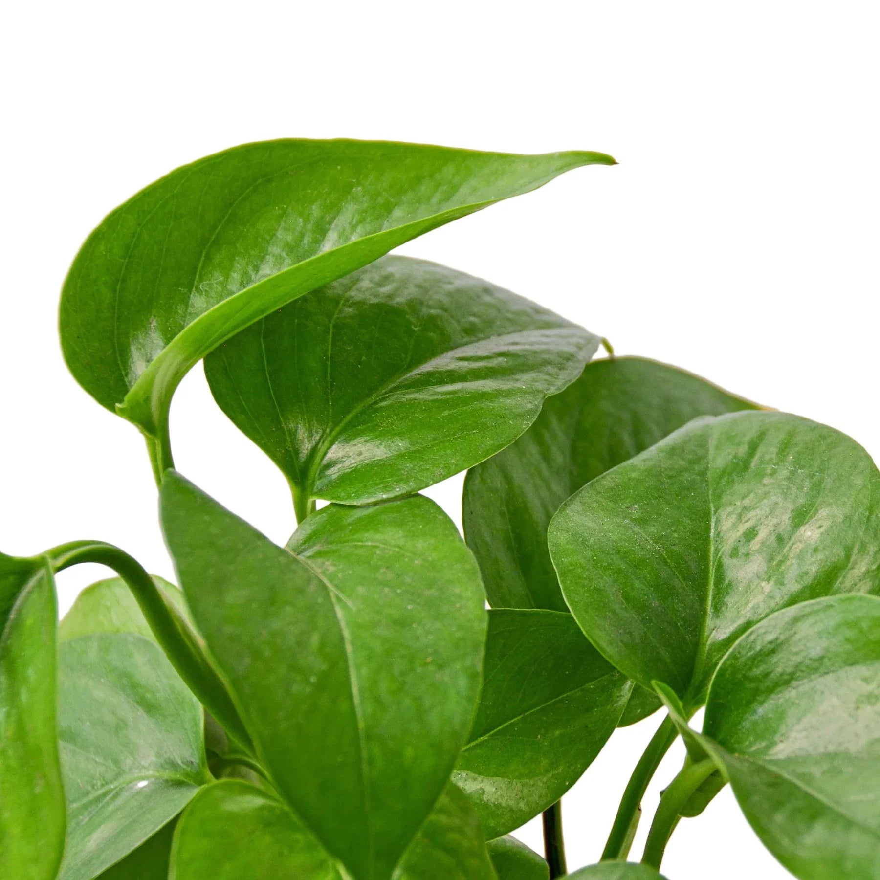 Close-up of a Pothos 'Green Queen' plant with vibrant green, heart-shaped leaves.
