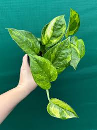 Hand holding a Pothos 'Green Queen' plant with variegated green and yellow heart-shaped leaves.