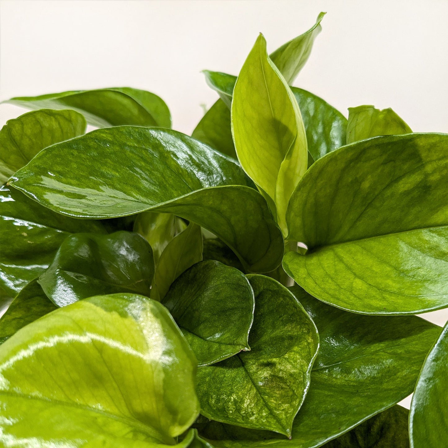 Close-up image of a pothos lemon top plant leaves with a white background