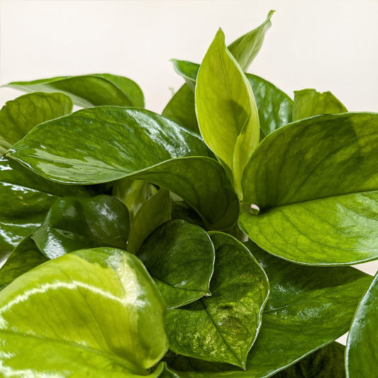 Close-up image of a pothos lemon top plant leaves with a white background