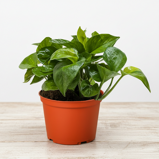 Potted plant with green leaves in an orange pot on a white background sitting on a table
