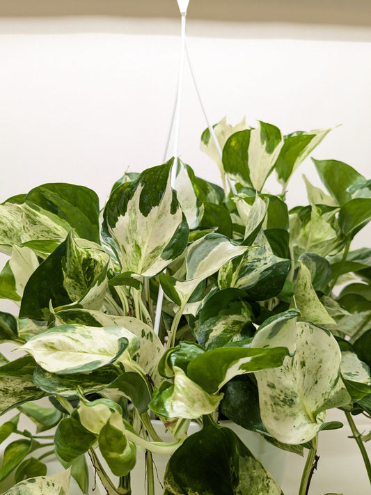 Pothos Manjula plant with broad, heart-shaped green, white, and cream variegated leaves in a white hanging pot.