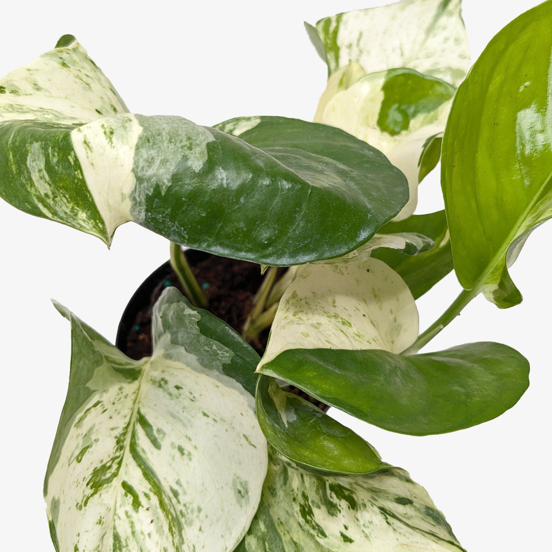 Pothos Manjula plant with broad, heart-shaped leaves marbled in green, white, and cream.