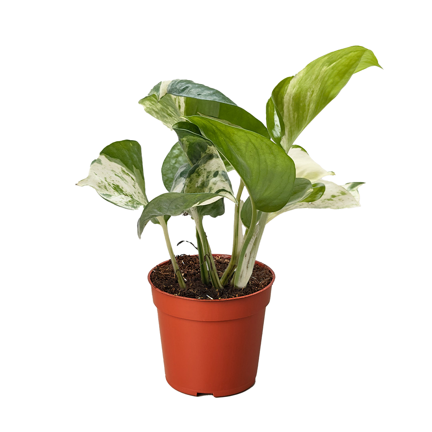 Pothos Manjula plant in a brown pot, featuring broad green, white, and cream variegated leaves.