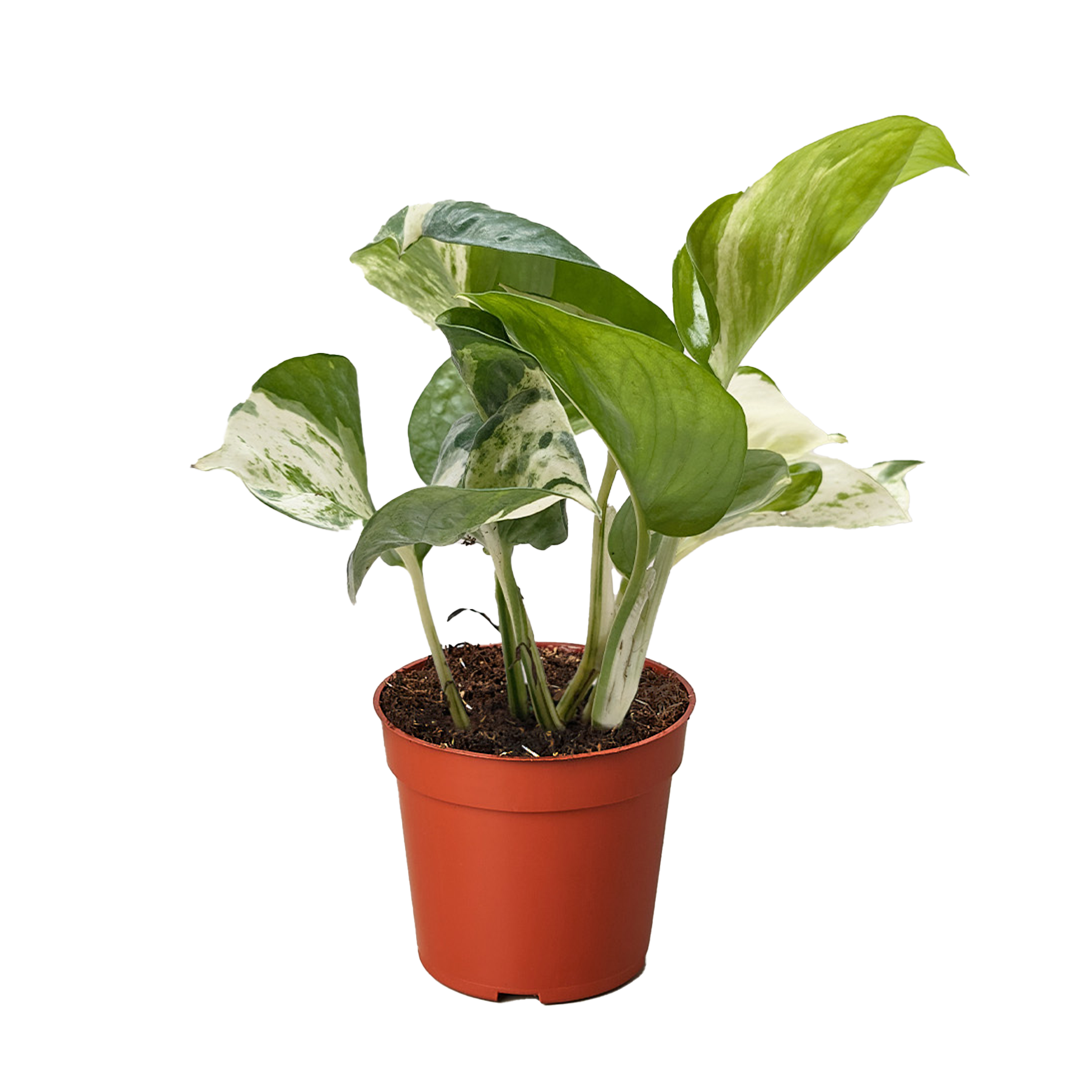 Pothos Manjula plant in a brown pot, featuring broad green, white, and cream variegated leaves.