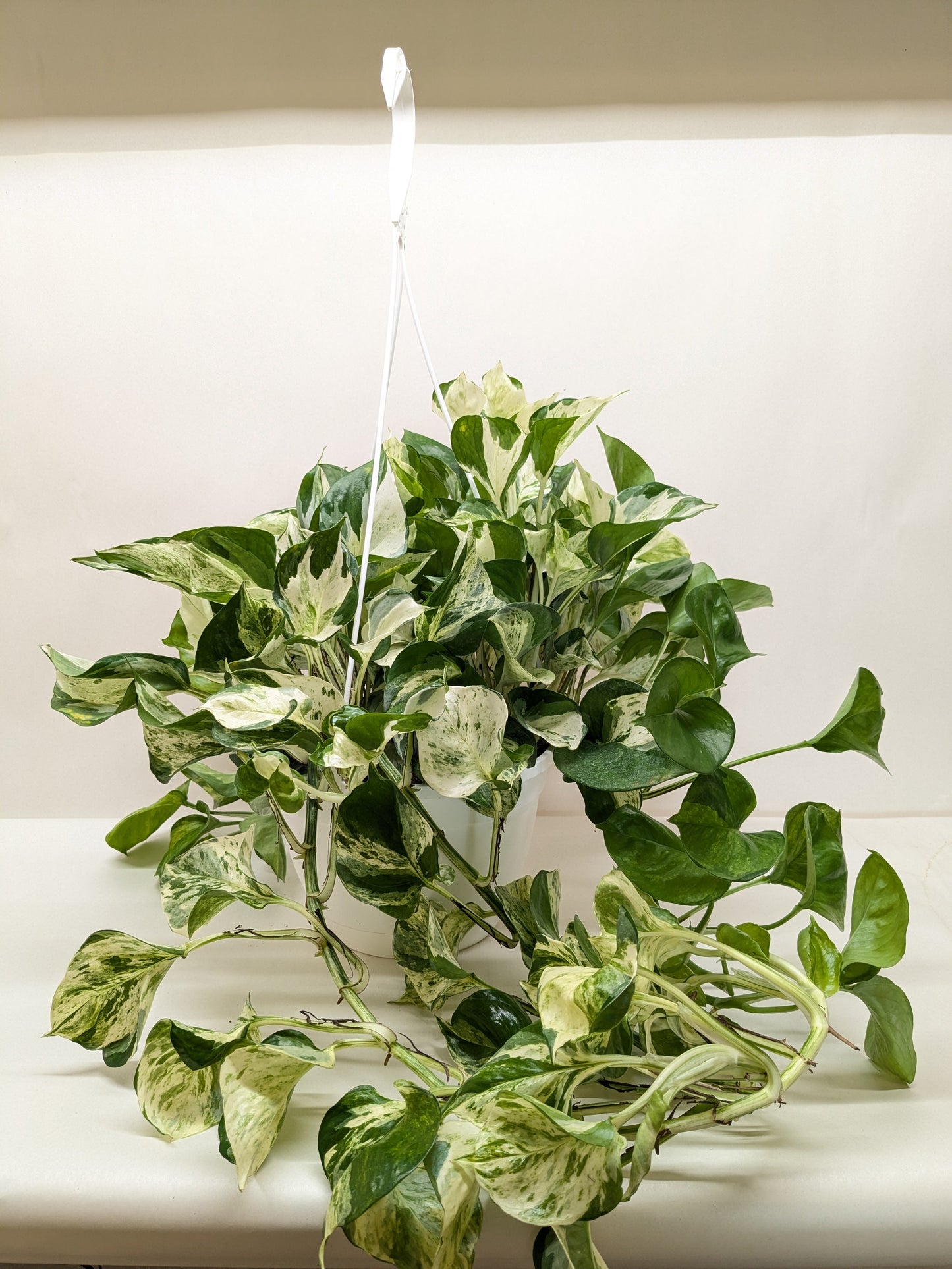 Trailing Pothos Manjula plant in a white hanging pot, featuring broad green, white, and cream variegated leaves.