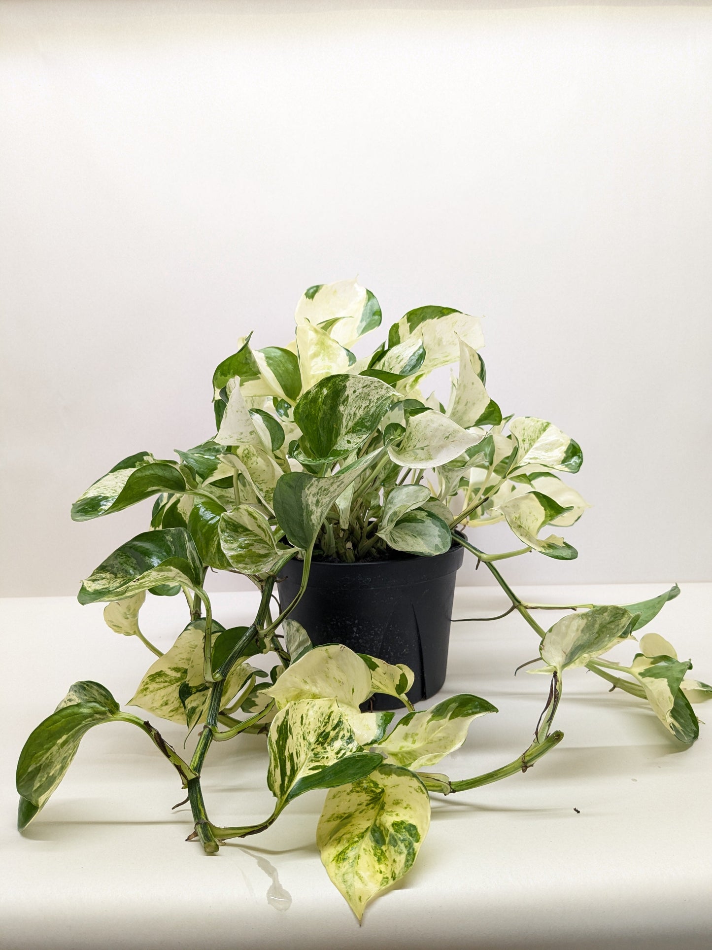 Pothos Manjula plant in a black pot, featuring broad green, white, and cream variegated leaves.