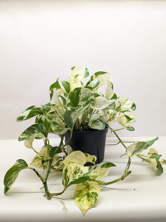 Pothos Manjula plant in a black pot, featuring broad green, white, and cream variegated leaves.