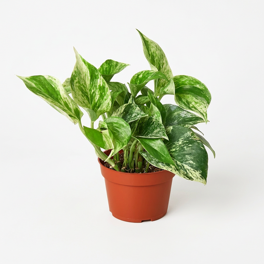 Pothos 'Marble Queen' plant in a brown pot, featuring variegated green and white leaves on a white surface and white background.