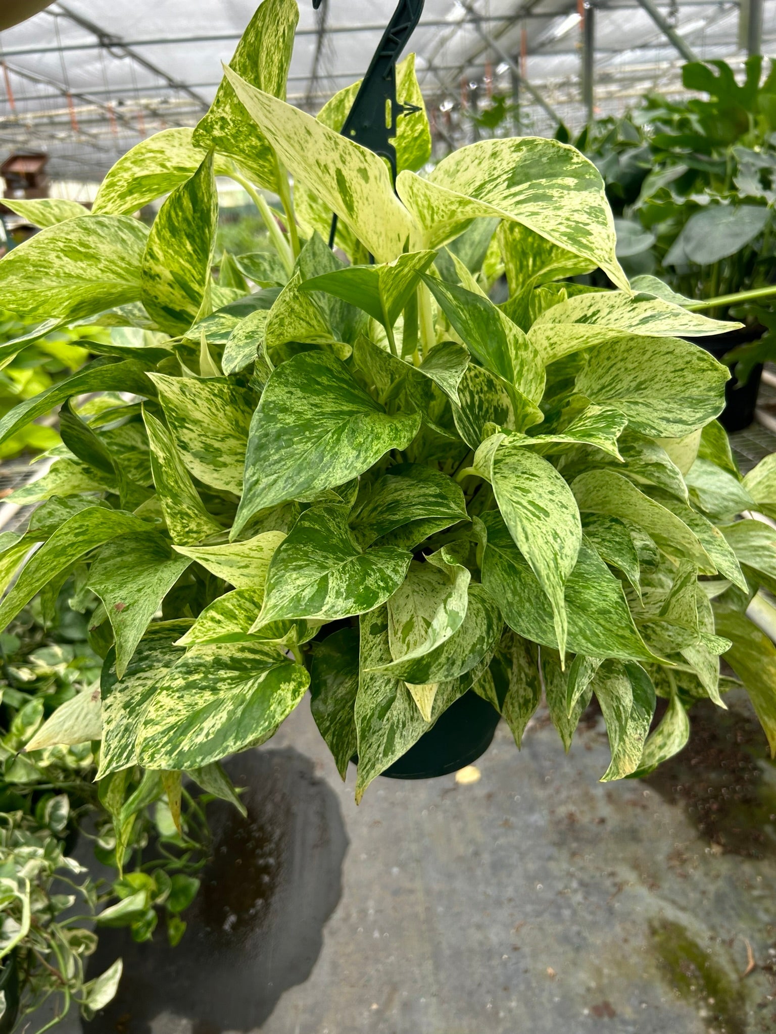Lush Marble Queen Pothos with variegated green and white leaves in a hanging basket.