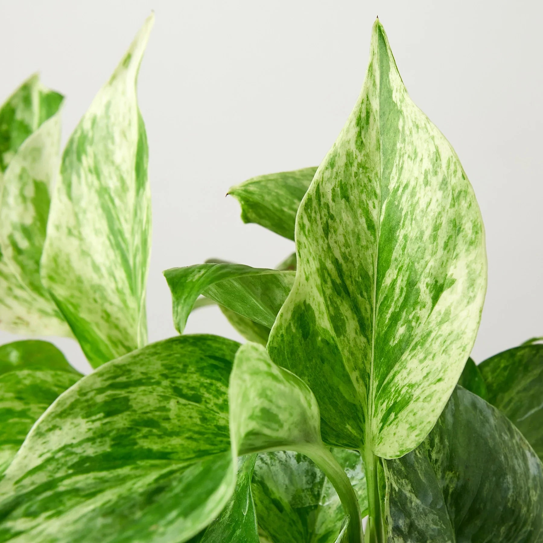Close-up of a Pothos 'Marble Queen' plant with variegated green and white leaves.