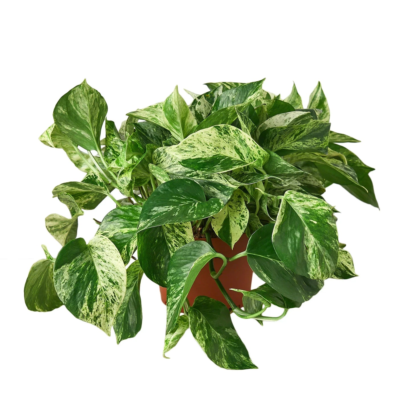 Pothos 'Marble Queen' plant in a brown pot, with variegated green and white leaves.