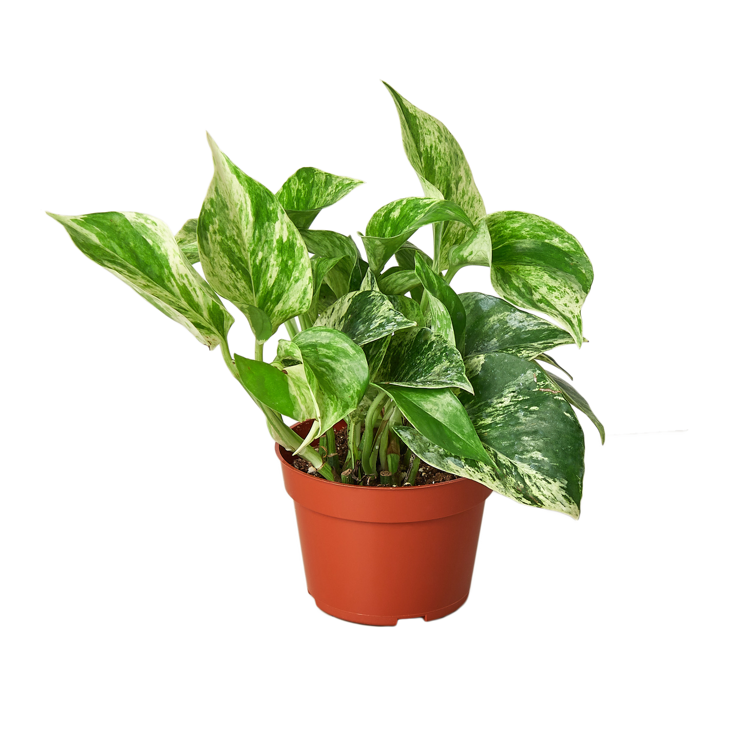 Pothos 'Marble Queen' plant in a brown pot, featuring variegated green and white leaves.